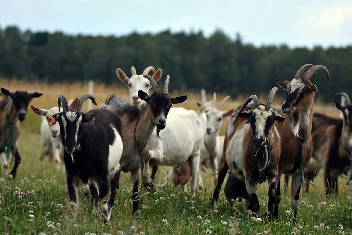 Economics of Goat Farming in Maharashtra