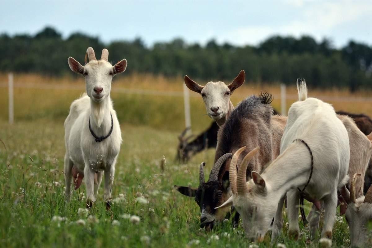 Goat Farming in Africa
