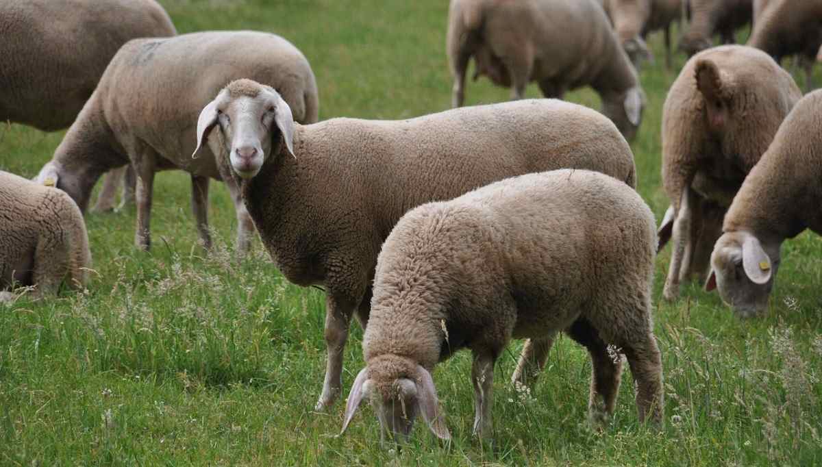 Sheep Farming in New Zealand