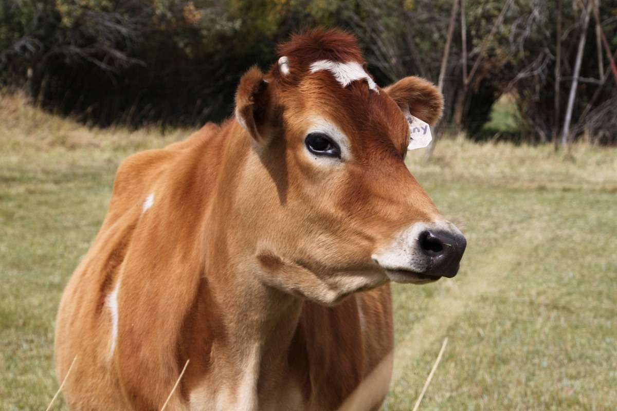 Jersy Cow Milk Production