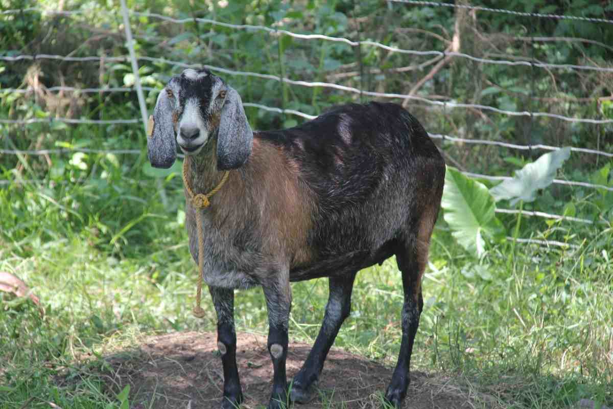 Nubian Goat Farming in the USA