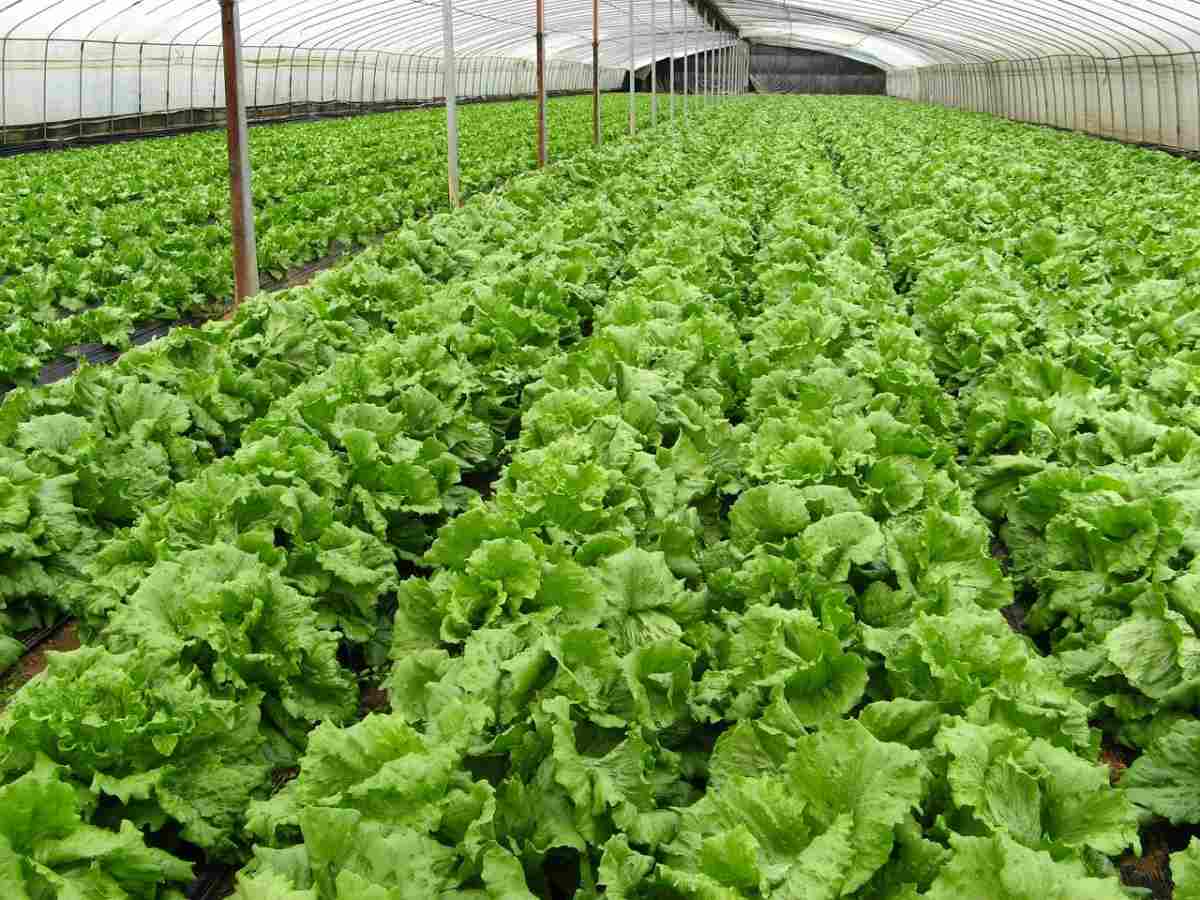 Organic Lettuce Farming
