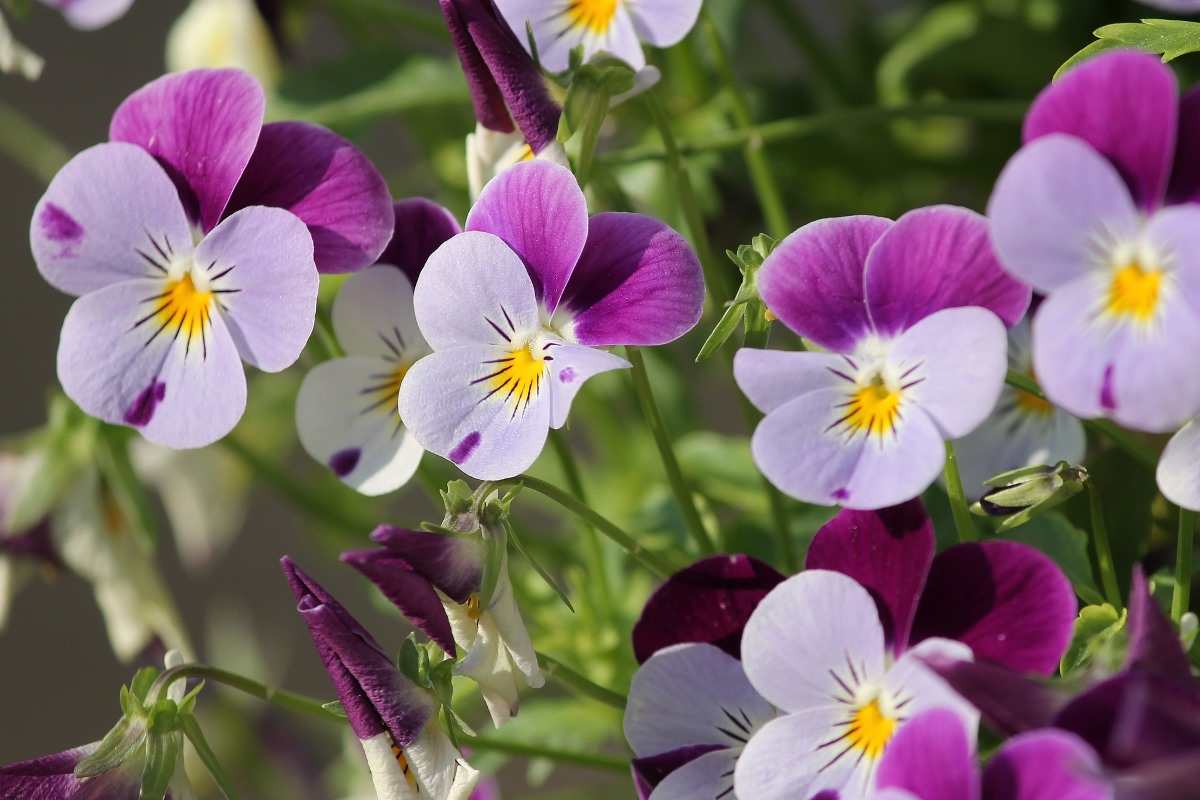 Questions about Growing Pansy Flowers