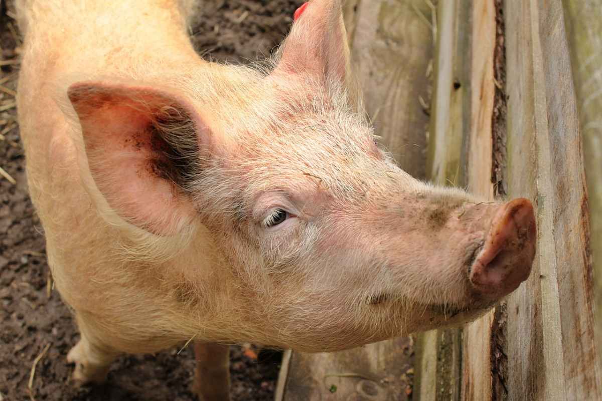 Pig Marketing in Nepal