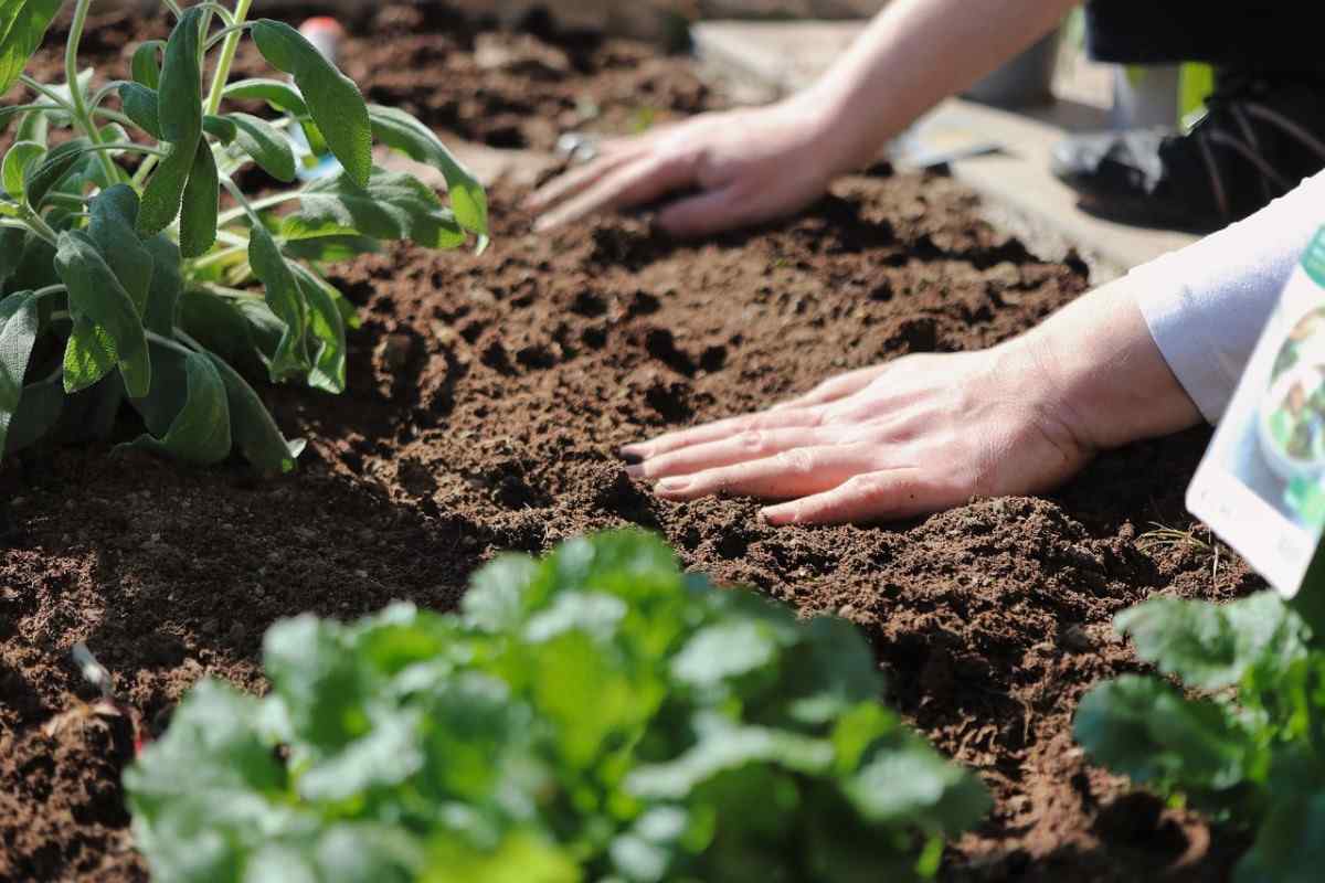 Vegetable Gardening Tips (Planting), and Techniques