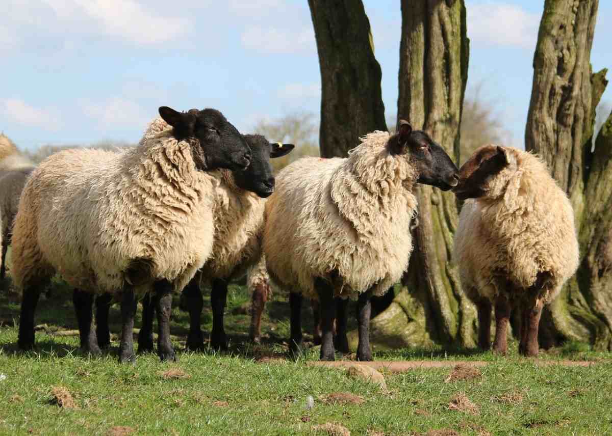 Sheep Farming Business Plan