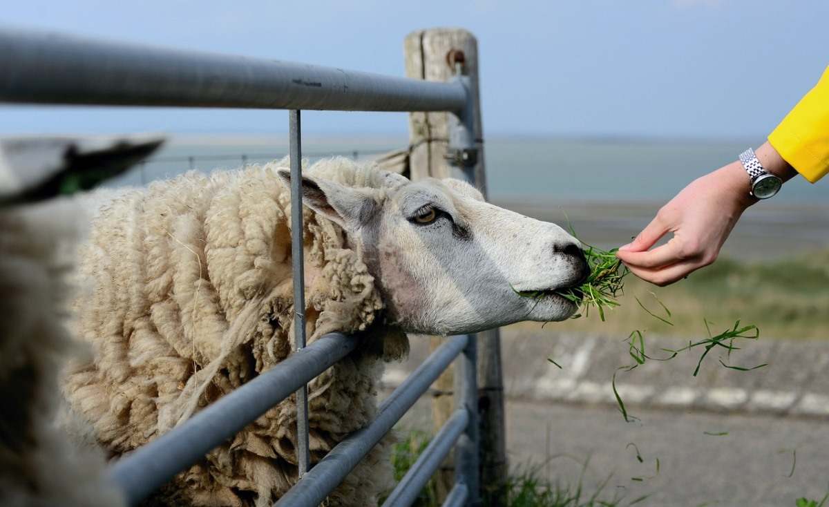 Sheep Feeding Management