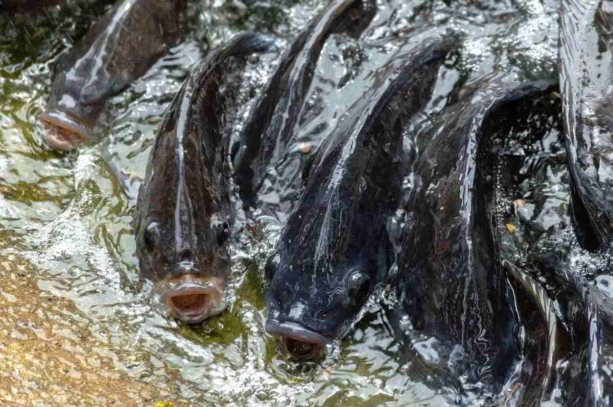 Tilapia Fish Culture