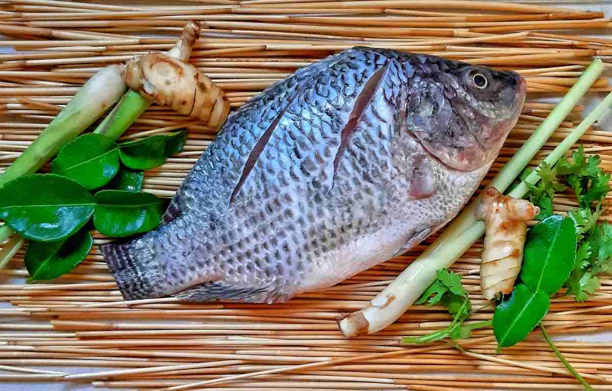 Demand for Tilapia Fish