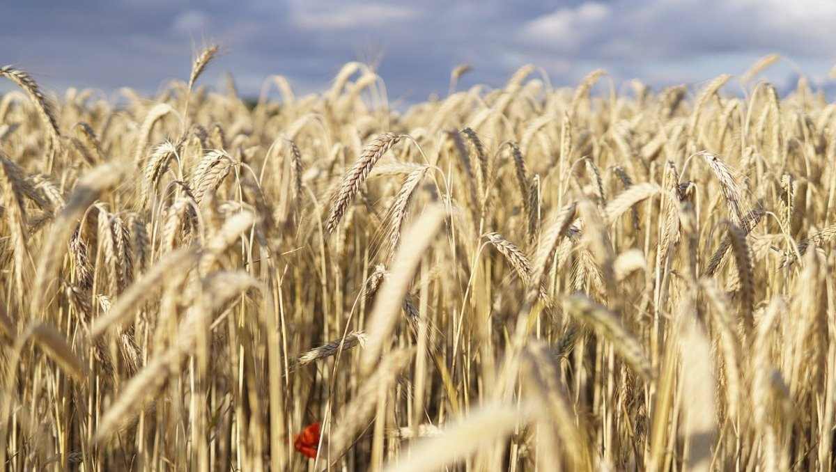 Wheat Farming In Canada
