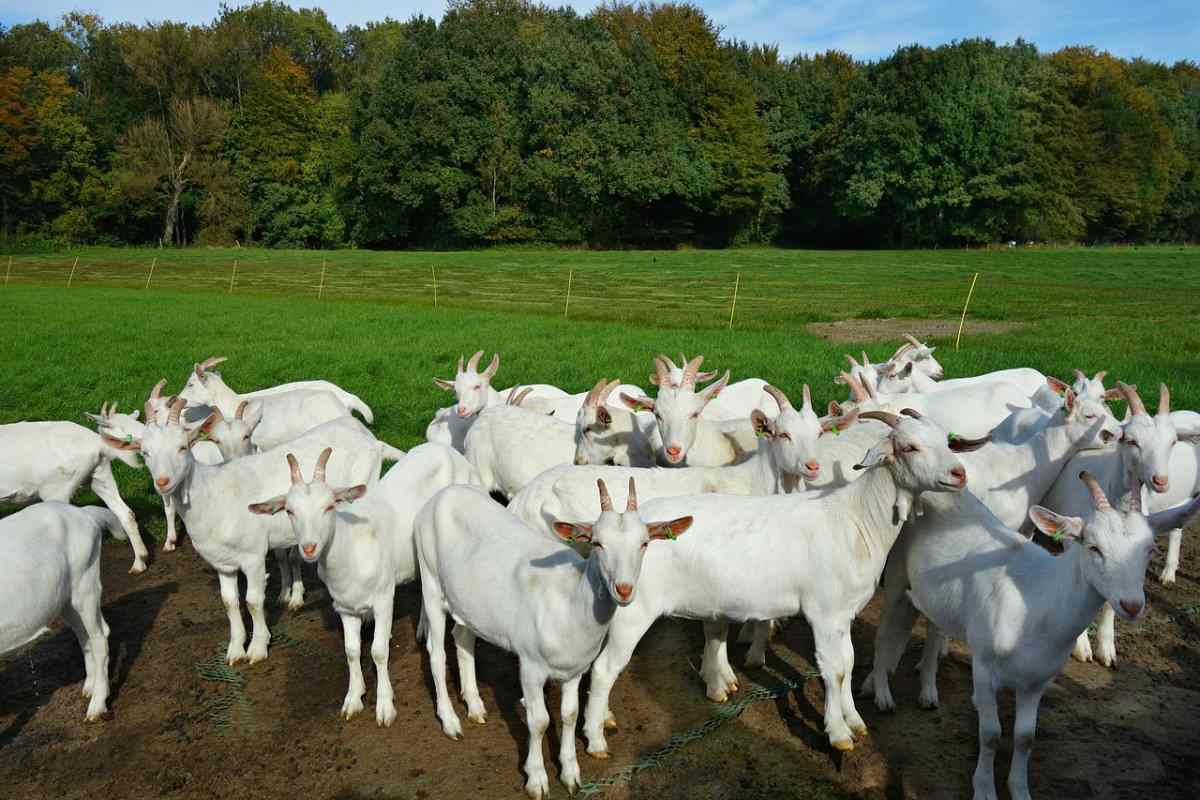 Goat Farming Benefits