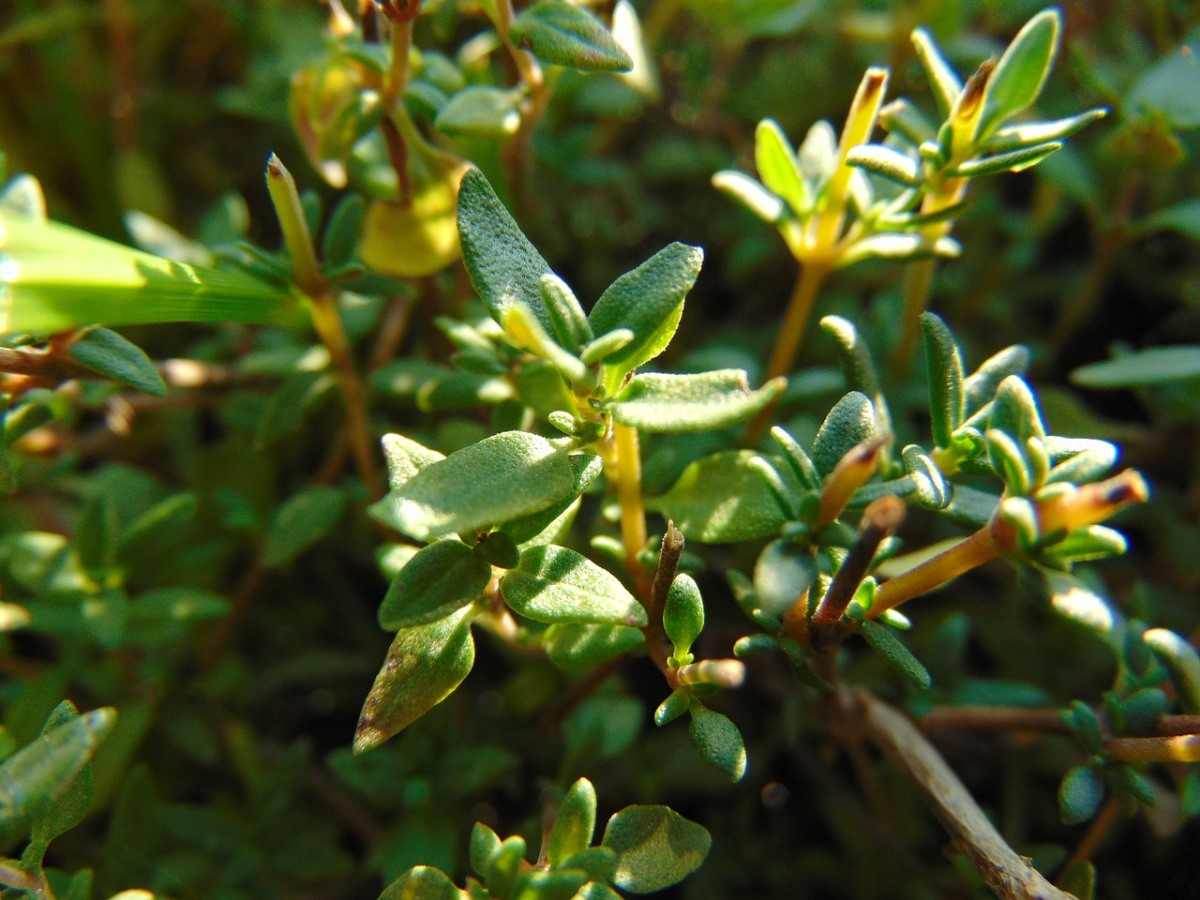 Growing Thyme Herb