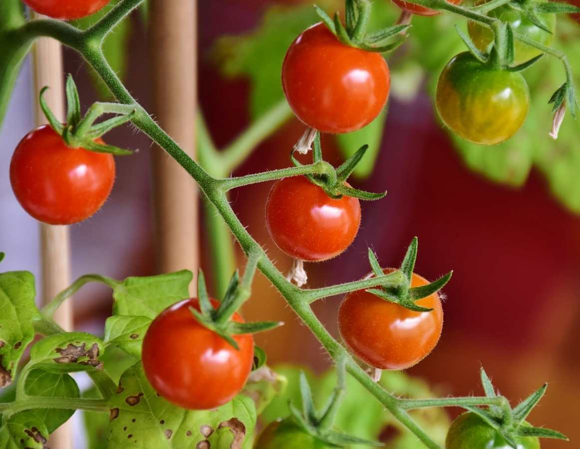 Tomato Container Gardening