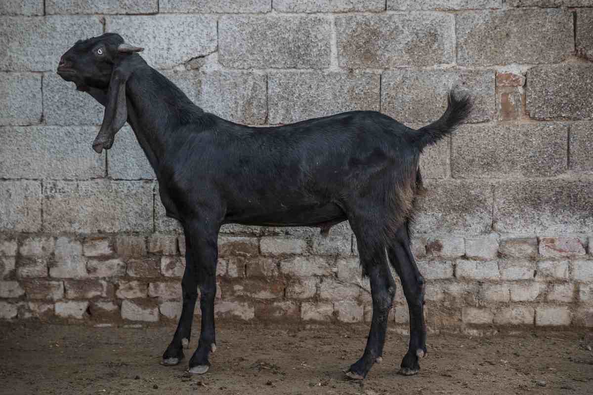 Black Goat Farming In West Bengal