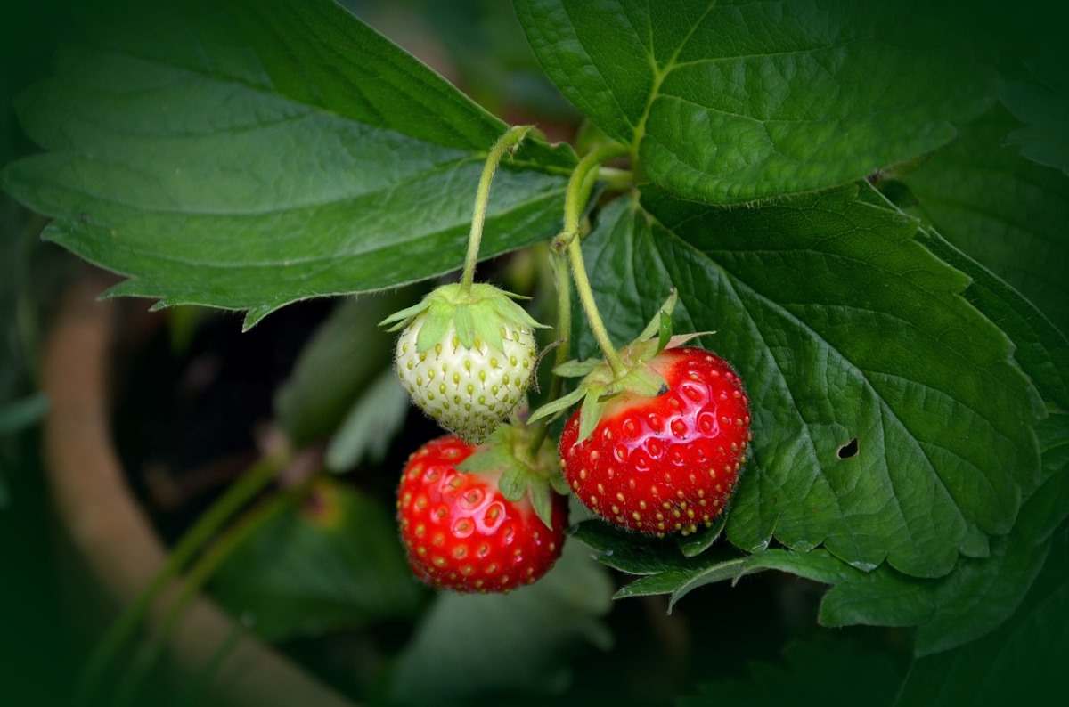 Growing Strawberries in a Container