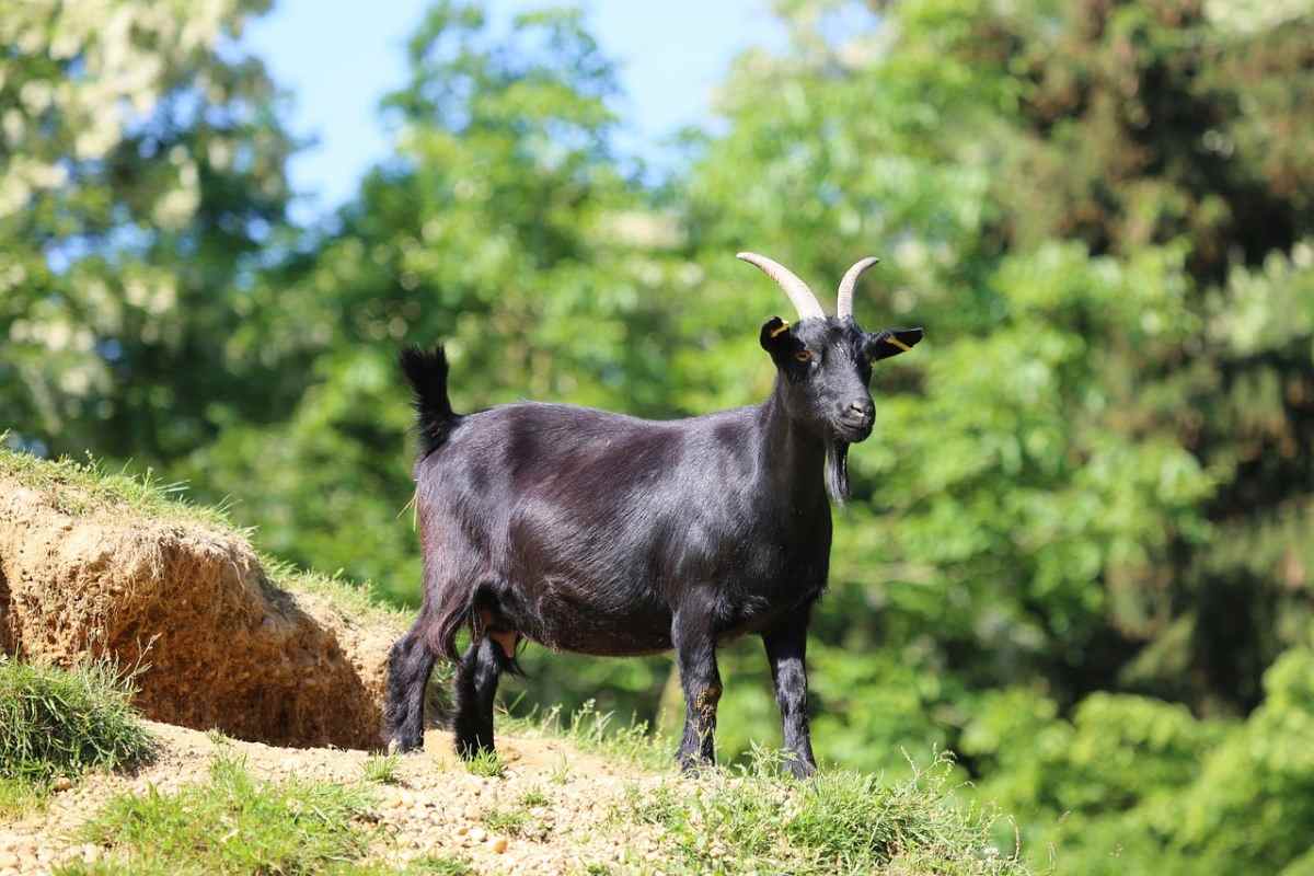 How to start Goat farming in West Bengal