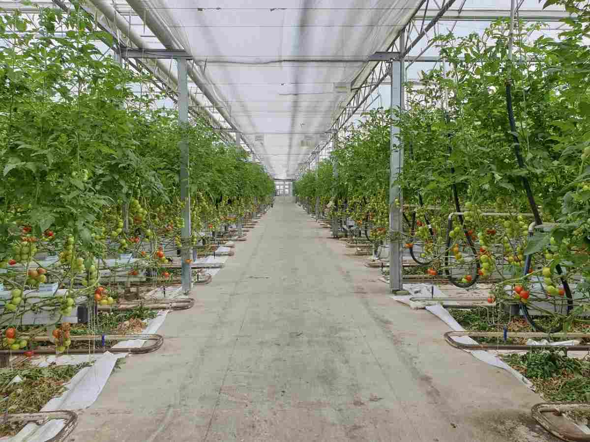 Greenhouse Tomato Agriculture