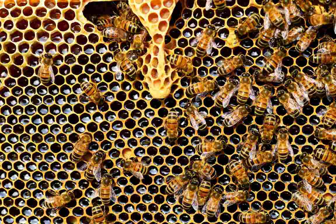 Safe Beekeeping