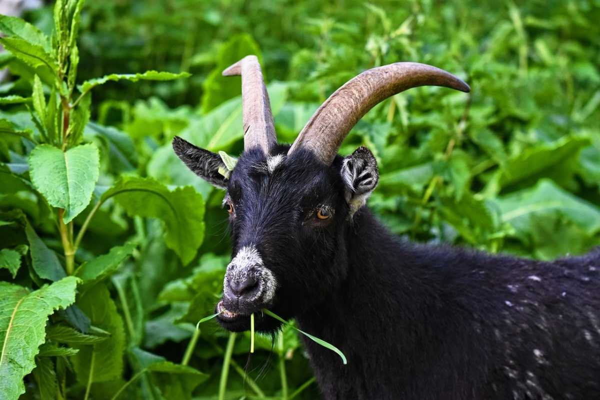 Advantages of goat farming