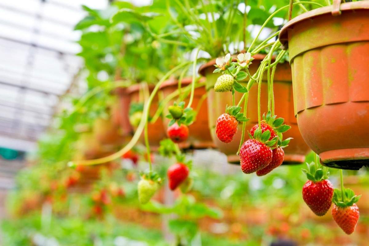 Strawberry gardening for beginners