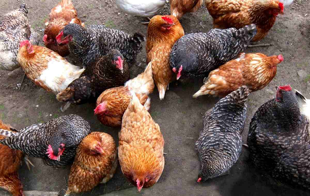 Backyard Poultry Farming In Kerala