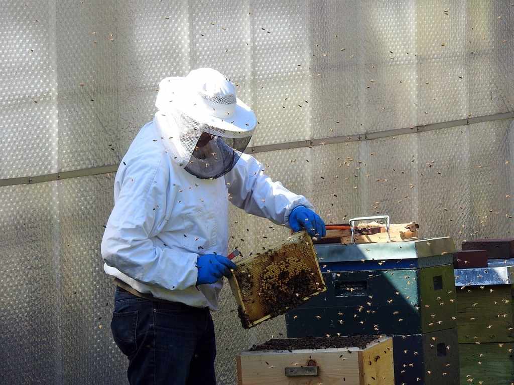 Beekeeping Business