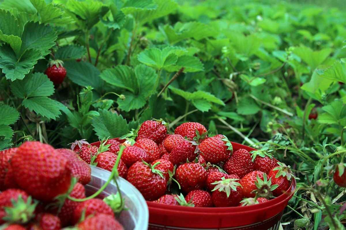 Strawberry Yield 