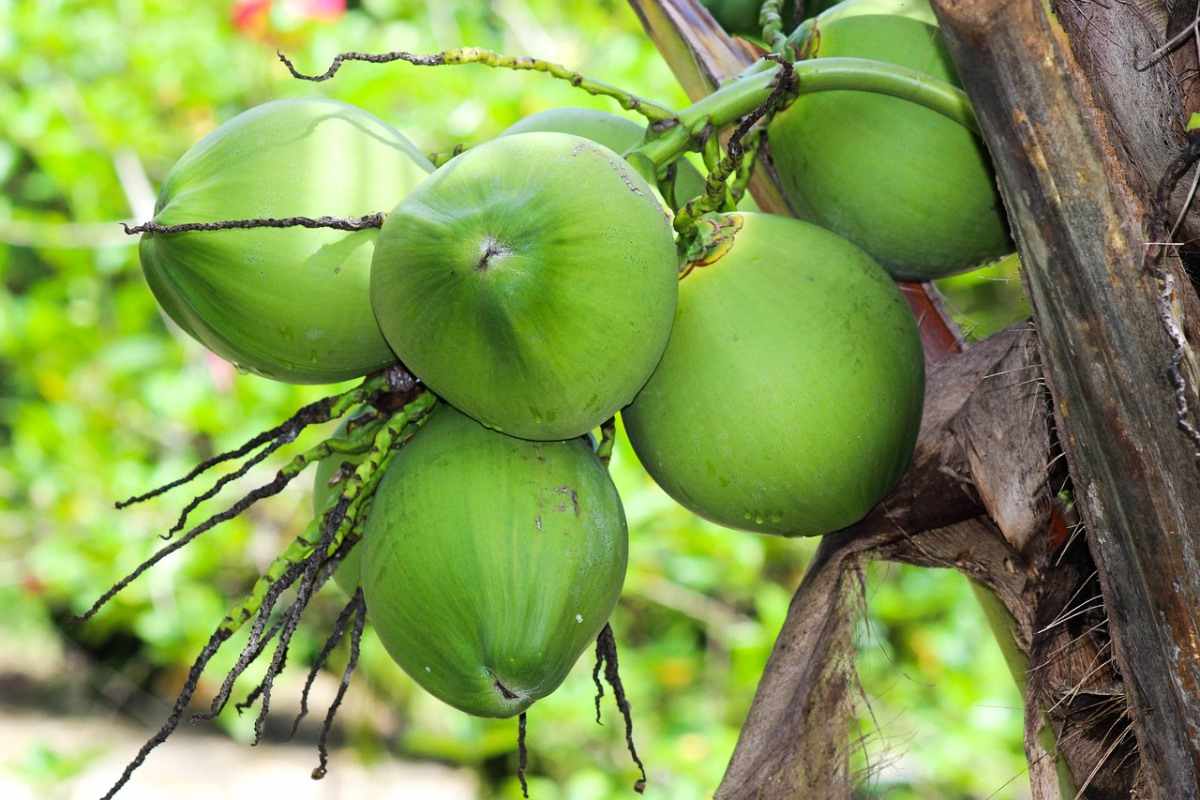 Coconut Farming in Odisha