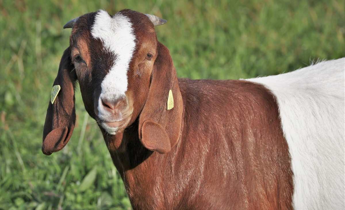 Boer Goat Farming In Nigeria