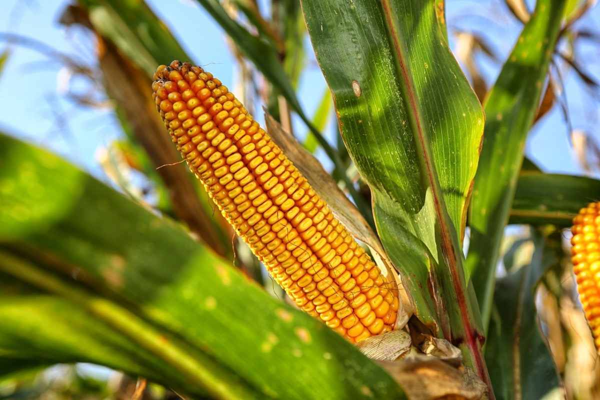 Corn Production in Ethiopia