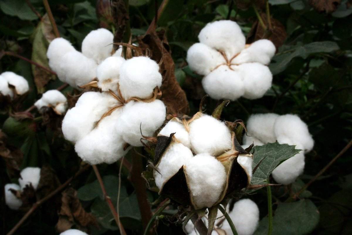 Cotton Farmingin Ethiopia