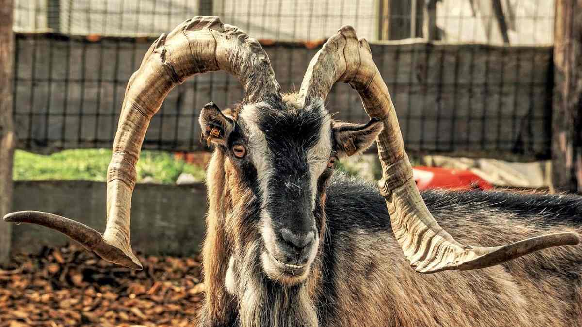 Alpine Goat Farming - How To Start, Breed Profile | Agri Farming