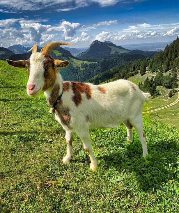 Alpine Goat Facts