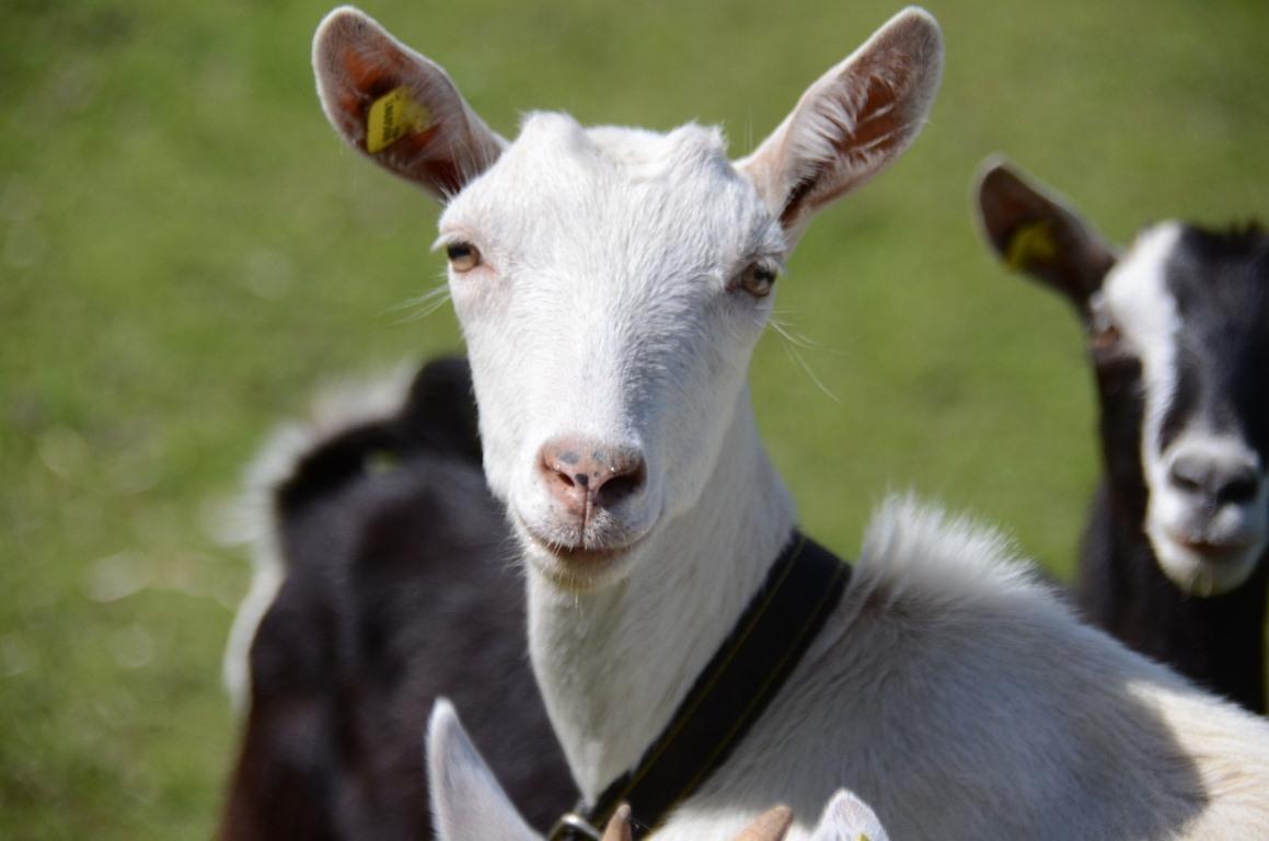 Advantages of Alpine Goats