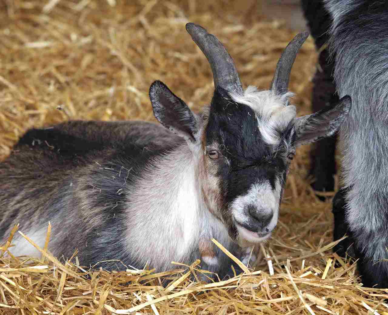Pigmy Goat Farming In Nigeria