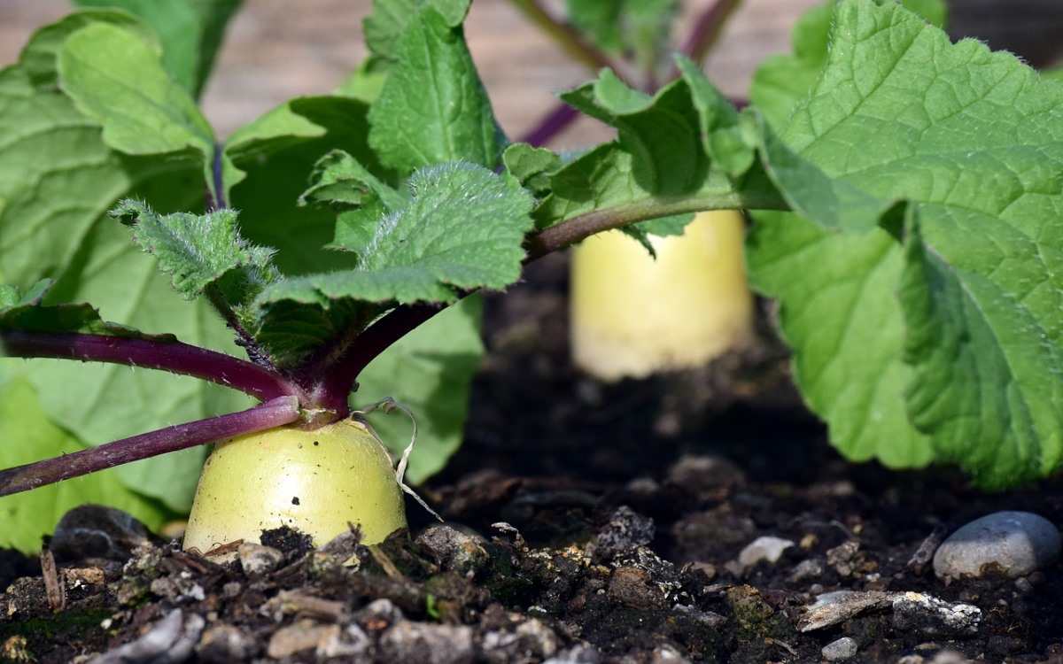 Growing Radish Vegetables