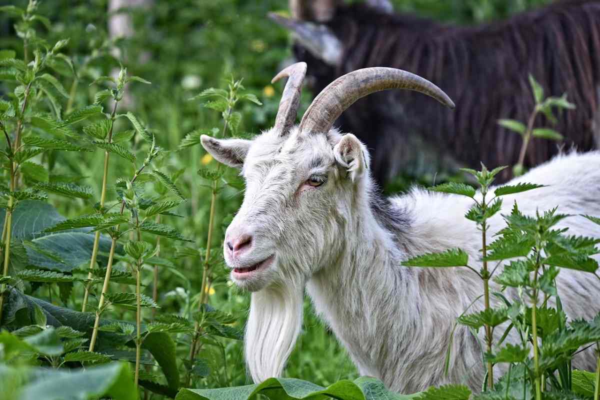 Saanen Goat Farming in Nigeria