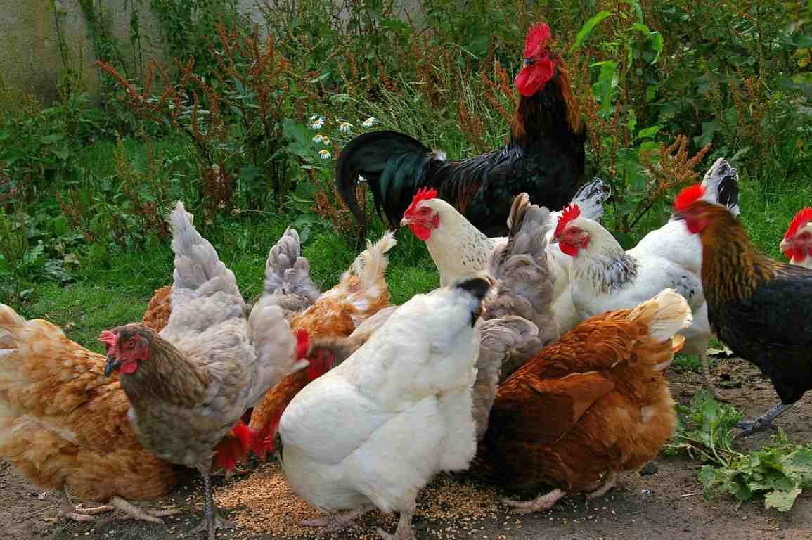 Small scale chicken farming