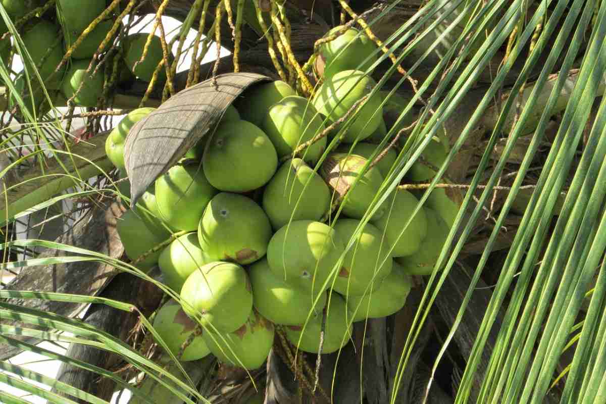 Growing Coconuts for Beginners