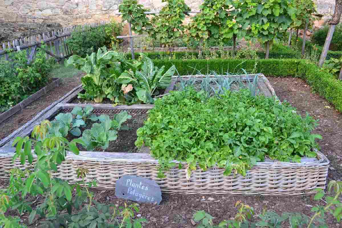 Growing Vegetables in the Backyard