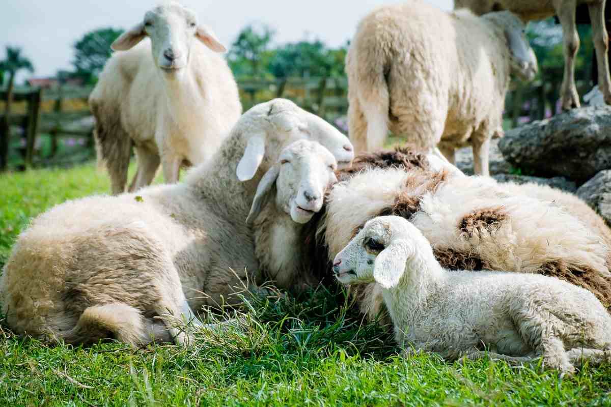 how to start sheep farming in the UK