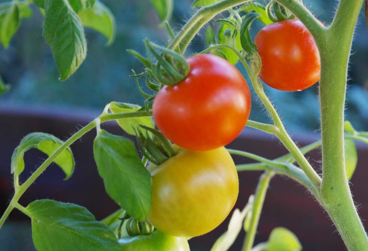 Tomato Container Gardening