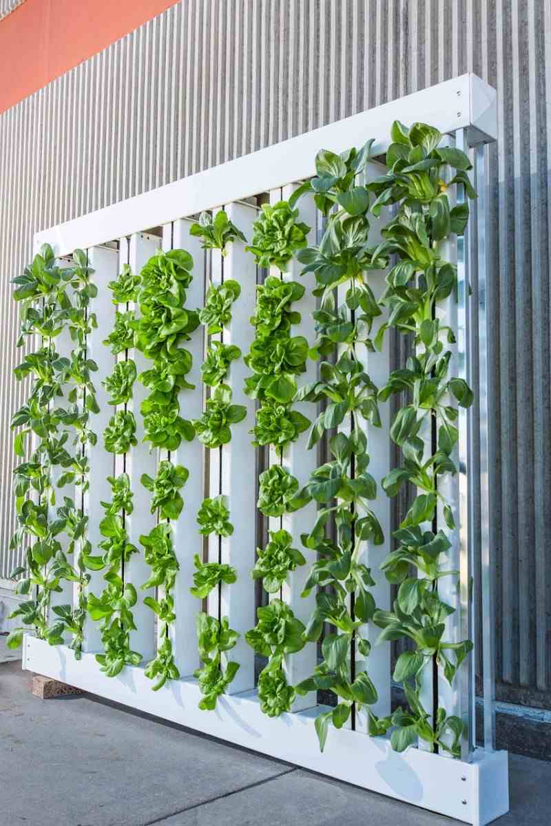 Growing plants vertically