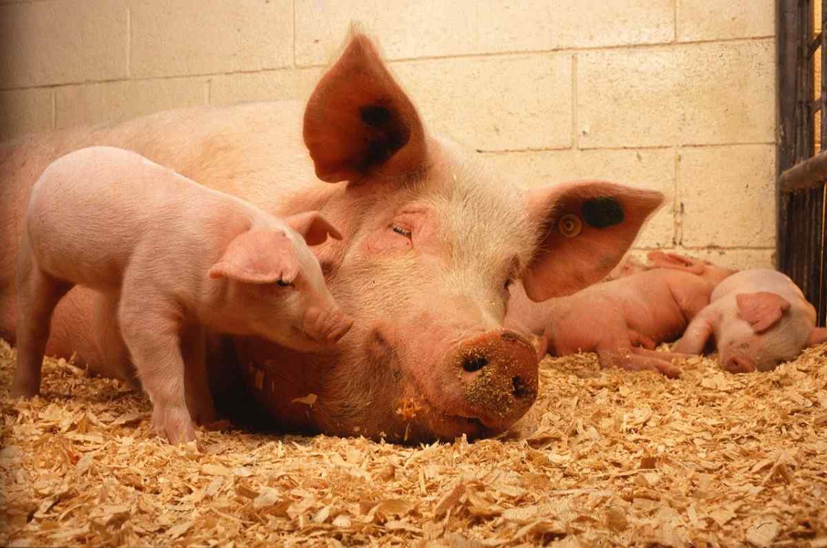 Problems of pig farming
