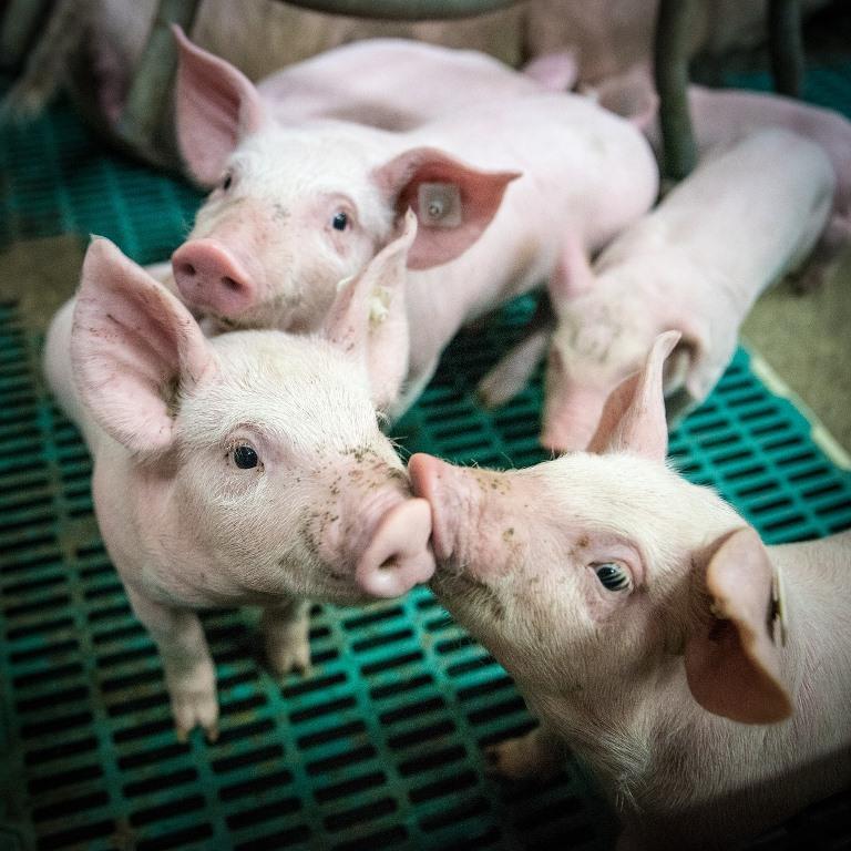 Tips for pig farming