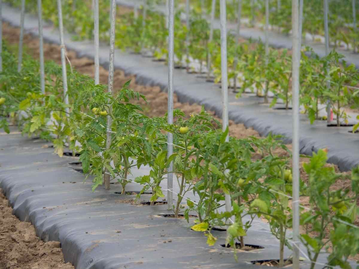 Tomato Farming Techniques in Karnataka