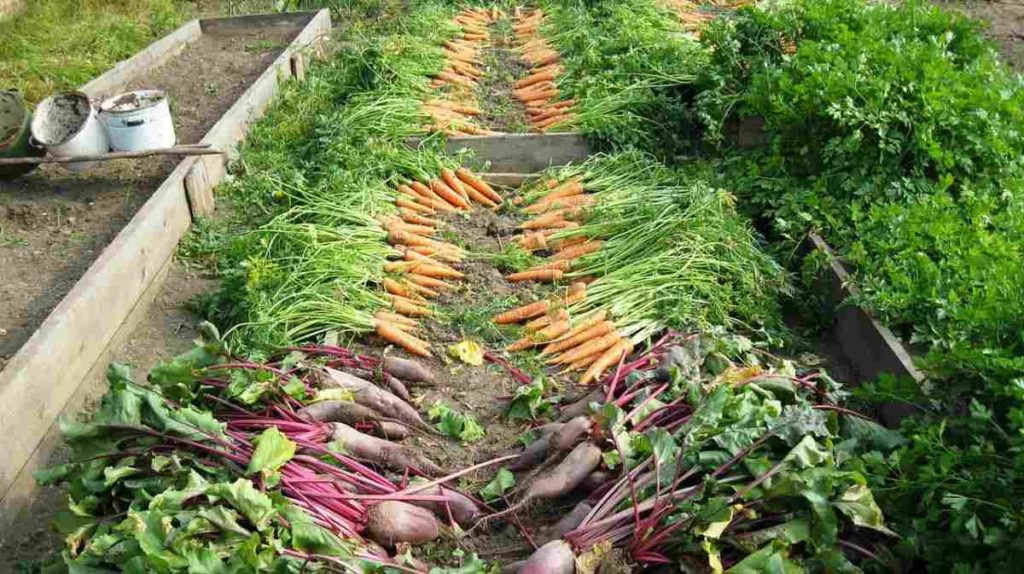 How to start backyard vegetable farm