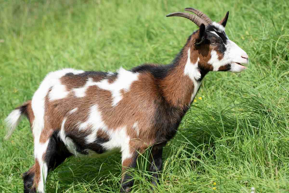 Goat farming in Nigeria