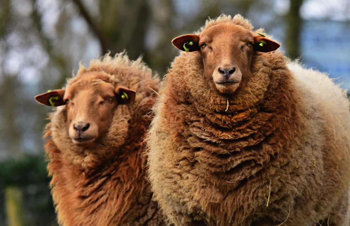 Profitable sheep farming in the UK