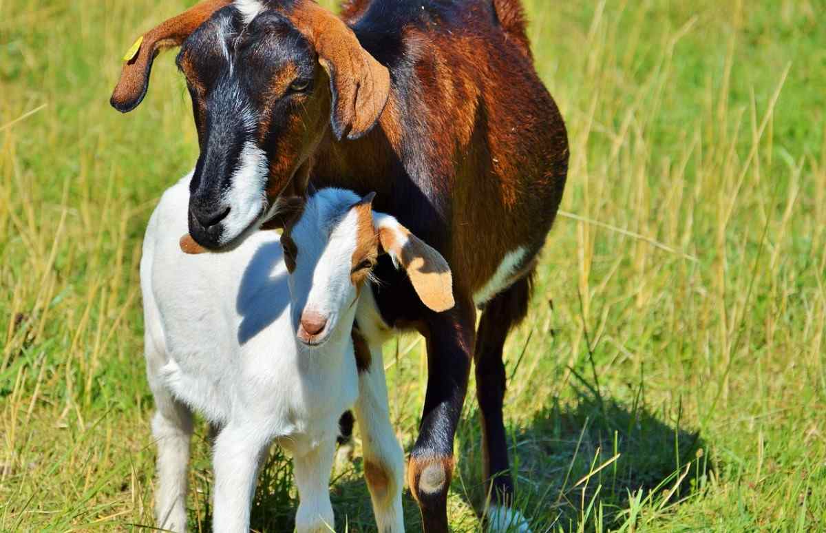 Goat Farming Questions